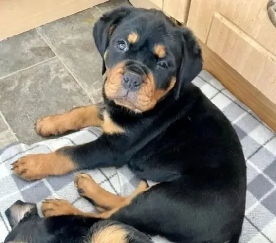 Rottweiler O melhor filhote para Cão de Guarda