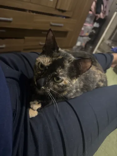 Doação de gato