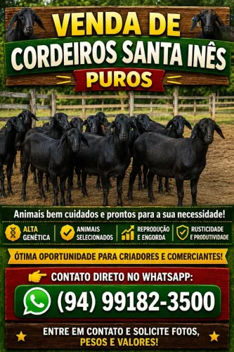 Carneiros santa Inês puros 