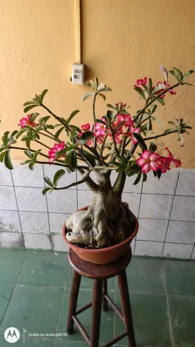 Rosa do deserto