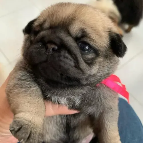 Filhotes de Pug | Um coração peludo esperando carinho.