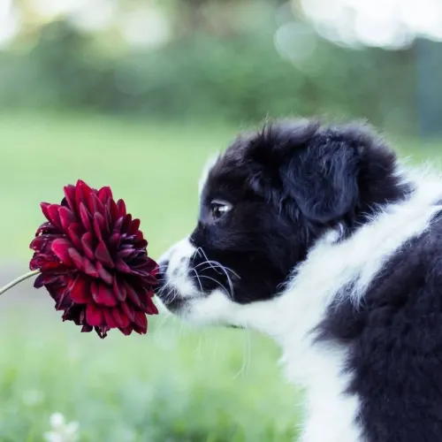 Filhotes Border Collie babys