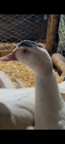PATOS MACHOS JOVENS RAÇA GRANDE