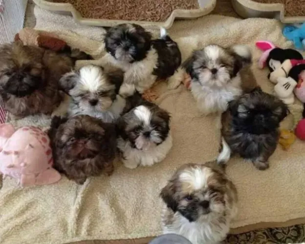 Quer alegria, filhotes de Shihtzu, pronta entrega - Lindos