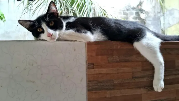 gatinho amoroso - adoção responsável