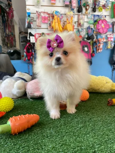 Spitz alemão fêminha uma princesa 