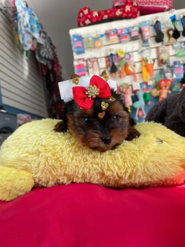 Filhote de Yorkterrier fêmea mini