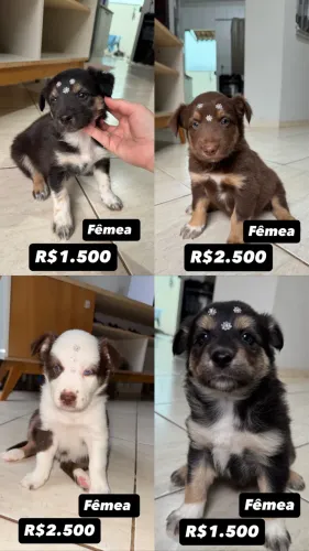 FILHOTES DE BORDER COLLIE 
