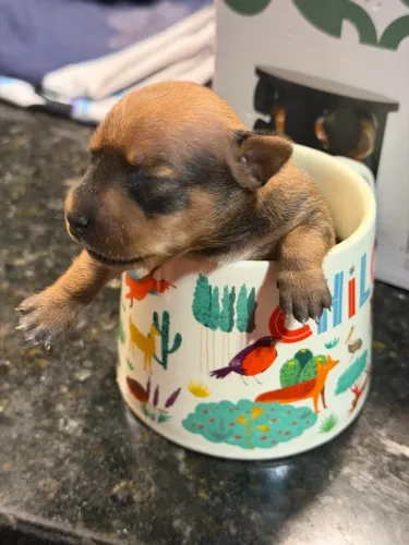 Filhotinhos de Pinscher disponíveis