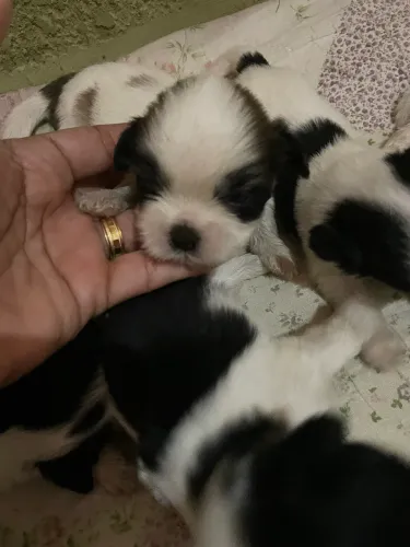 Cachorros raça shitzu.