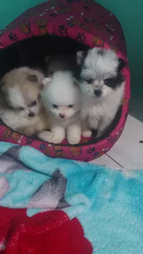 Cão especial 