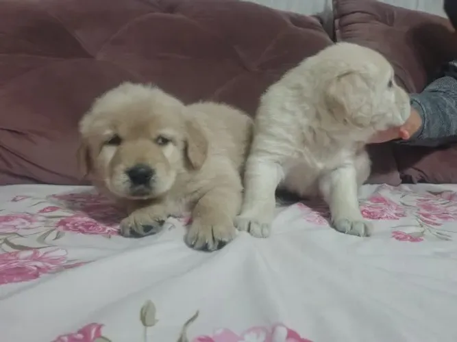 Filhotes de Golden Retriever | Filhotes que chegam para fazer companhia!