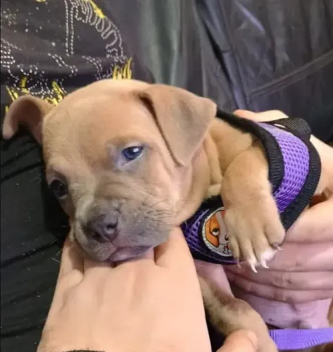 American Bully Filhote