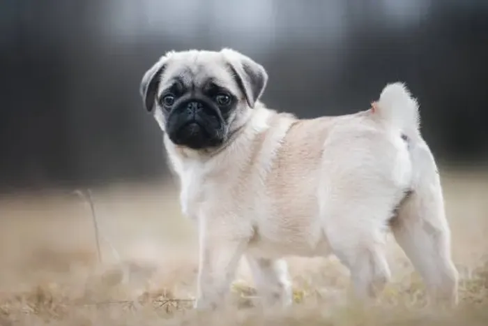 Pug Filhote Com Muito Carisma e Personalidade