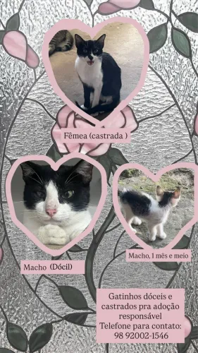 Gatos para adoção responsável