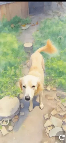 Doação de animais precisando de um lar