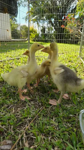 Doação de animais doméstico