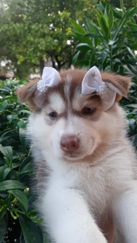 Husky siberiano fêmea R$800