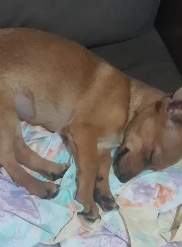 Disponibilizo bebe