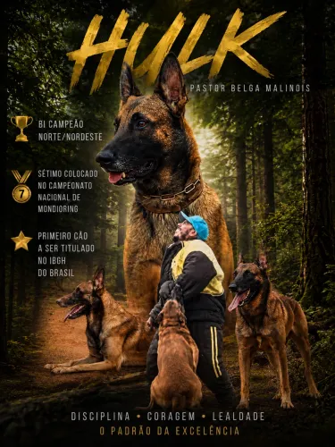 Filhotes de Pastor Belga Malinois com pedigree 