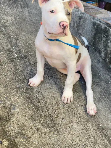 Pitbull filhote macho 