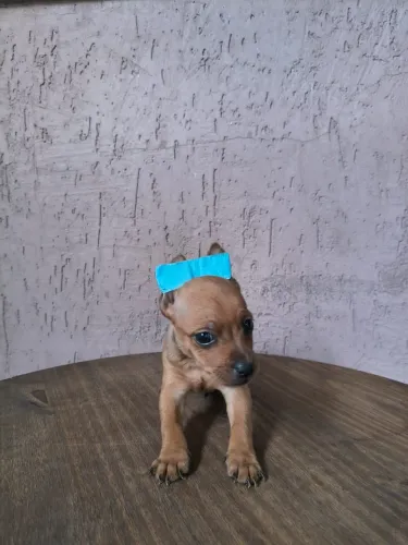 Pinscher