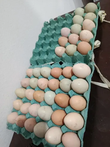 Ovos Galados GSB SERTANEJO BALÃO