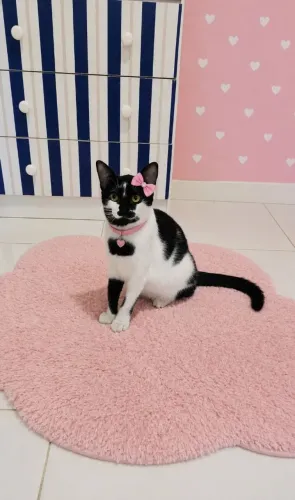 Frajolinha castrada adoção Responsável