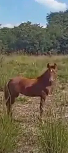 Potro