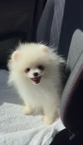 Lulu da Pomerânia