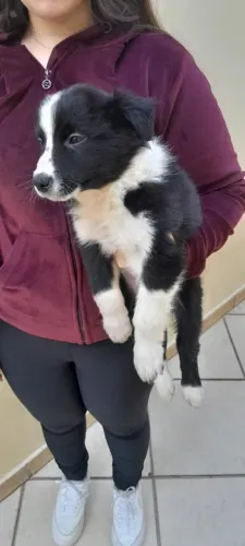 Border Collie amor e inteligência em quatro patas