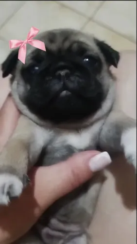 Filhote de Pug fêmea