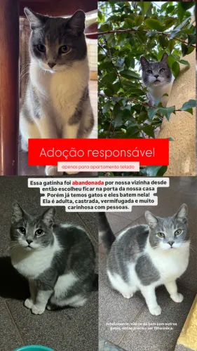 Gatinha Gata adulta para adoção responsável