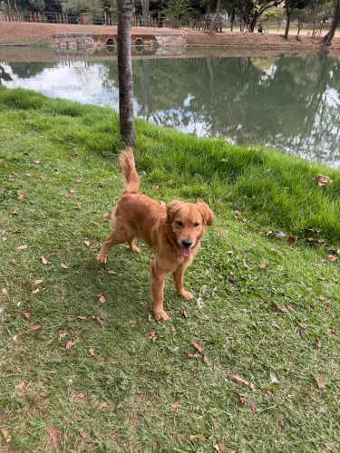 Cobertura (Golden Retriever)