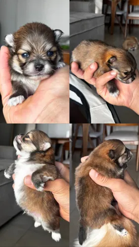 Lulu da Pomerania fatorado