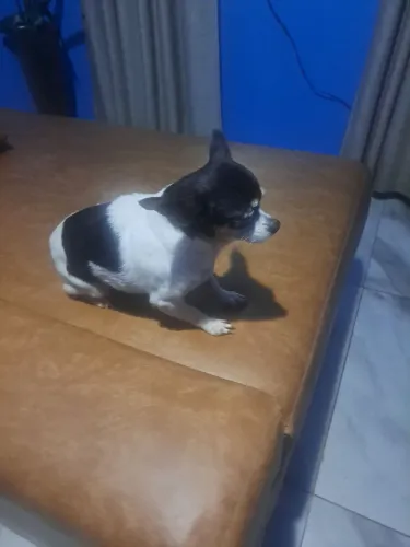 Linda chuahuahua adulta