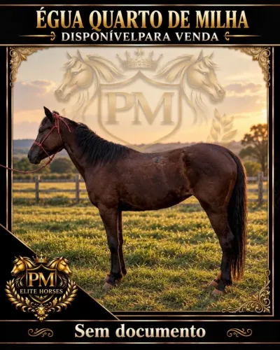 Égua Quarto de Milha Sem documento