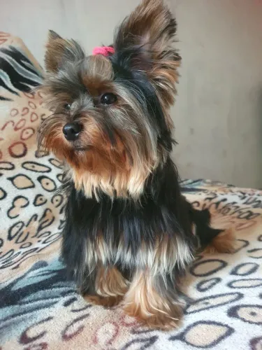 Procura-se um macho raça pura Yorkshire Terrier para cruzar