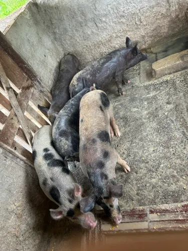 Porcos capão