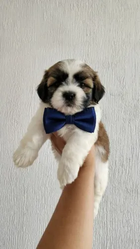 Filhotes de Shih Tzu Macho e fêmea