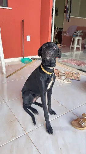 Adoção responsável cadela com 7 meses educada