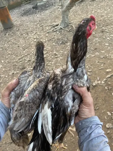 Galo indio