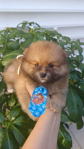 Spitz alemão