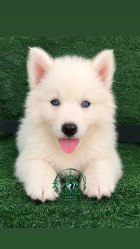 Husky siberiano pelagem Wolly