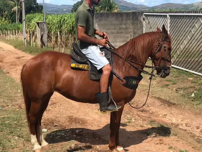 Égua quarto de milha 
