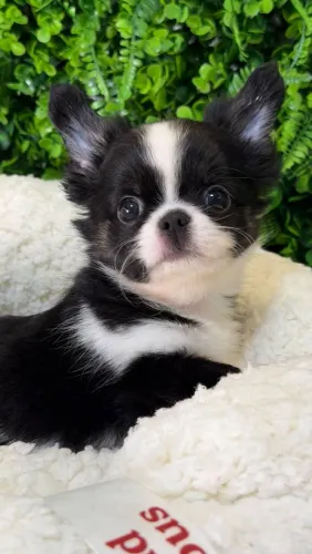 Chihuahua. Um machinho super estiloso, totalmente dentro dos padrões da raça. Puro charme