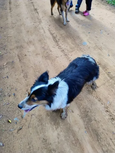 Board Collie tricolor procura namorada 