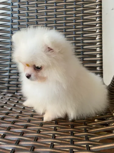 Spitz 