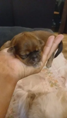 Shih-tzu filhotes