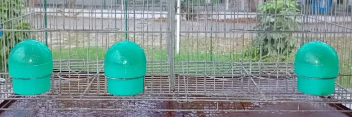 Gaiola